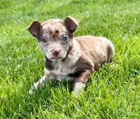 Georgia, a female Chihuahua for sale in New Baltimore, MI – 2 of 5