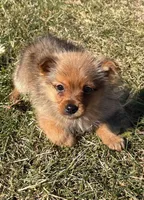 Donald, a male Pomeranian for sale in New Baltimore, MI – Photo 6 of 9