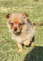 Donald, a male Pomeranian for sale in New Baltimore, MI – Photo 7 of 9