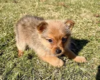 Donald, a male Pomeranian for sale in New Baltimore, MI – Photo 5 of 9