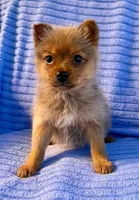 Donald, a male Pomeranian for sale in New Baltimore, MI – Photo 3 of 9