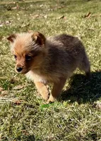 Donald, a male Pomeranian for sale in New Baltimore, MI – Photo 9 of 9