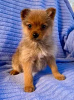 Donald, a male Pomeranian for sale in New Baltimore, MI – Photo 2 of 9
