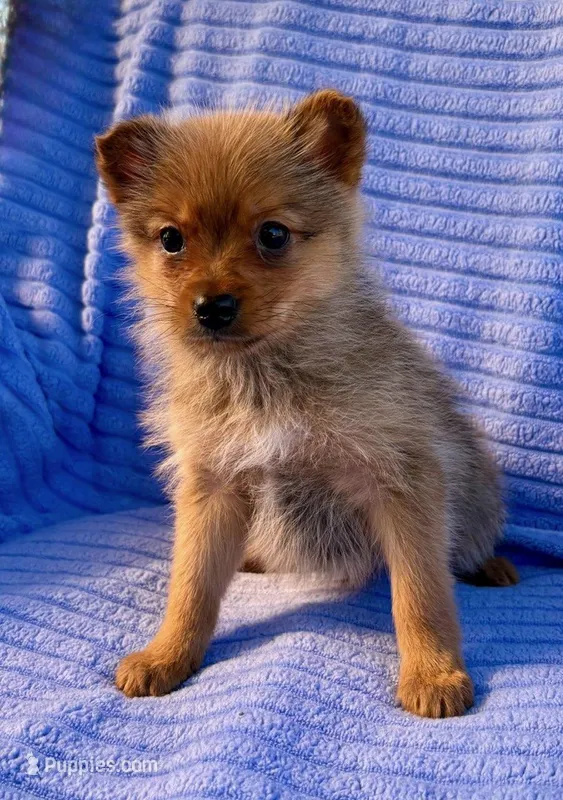 Donald, a male Pomeranian for sale in New Baltimore, MI – Photo 1 of 9