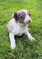 Savannah, a female Chihuahua for sale in New Baltimore, MI – 6 of 6