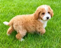 Teddy, a male Miniature Goldendoodle for sale in New Baltimore, MI – 2 of 5