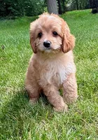 Bear, a male Cavapoo for sale in New Baltimore, MI – 5 of 6