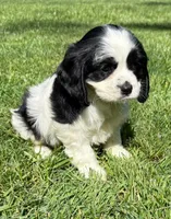 Annie, a female Cavalier King Charles Spaniel for sale in New Baltimore, MI – 4 of 4