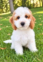 Tate, a male Cavapoo for sale in New Baltimore, MI – 3 of 4