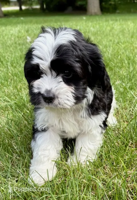 Bo – Cavapoo puppy for sale in New Baltimore, MI