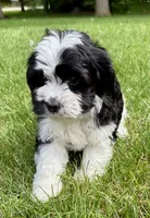 Bo, a male Cavapoo for sale in New Baltimore, MI – 1 of 6