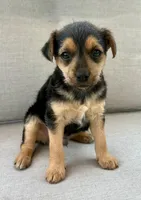 Lucky, a male Chorkie for sale in New Baltimore, MI – 2 of 2