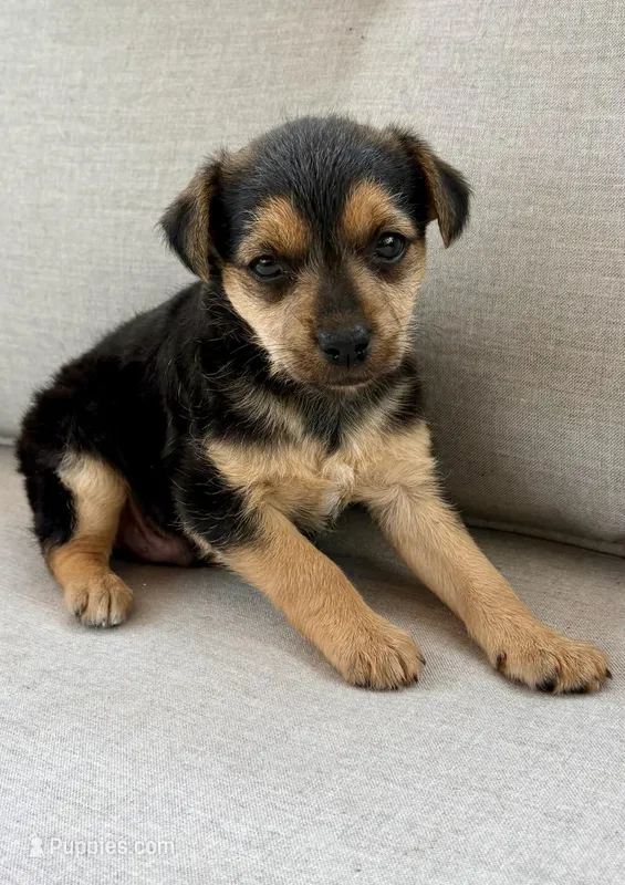 Lucky – Chorkie puppy for sale in New Baltimore, MI