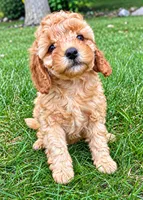 Buddy, a male Cavapoo for sale in New Baltimore, MI – 3 of 5