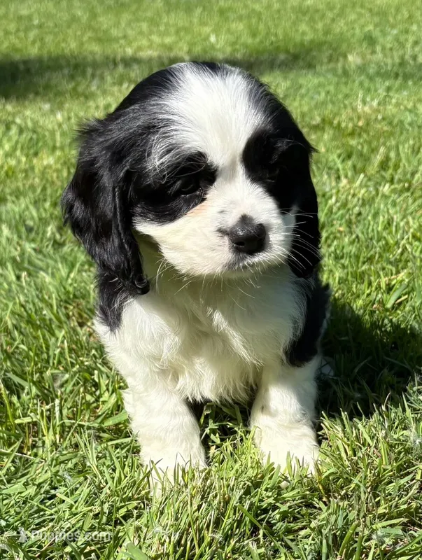 Annie – Cavalier King Charles Spaniel puppy for sale in New Baltimore, MI