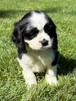 Annie, a female Cavalier King Charles Spaniel for sale in New Baltimore, MI – 1 of 4
