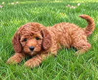 Bella, a female Cavapoo for sale in New Baltimore, MI – 2 of 4