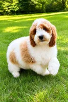 Tucker, a male Miniature Goldendoodle for sale in New Baltimore, MI – 6 of 6