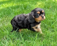 Rosie, a female Cavalier King Charles Spaniel for sale in New Baltimore, MI – 5 of 5
