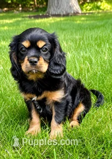 Bentley – Cavalier King Charles Spaniel puppy for sale in New Baltimore, MI