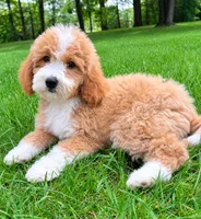 Teddy, a male Miniature Goldendoodle for sale in New Baltimore, MI – 3 of 5