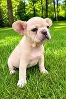Leo, a male French Bulldog for sale in New Baltimore, MI – 3 of 6