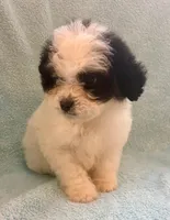 Callie , a female Cavapoo for sale in New Baltimore, MI – Photo 7 of 7