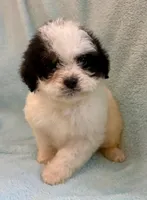 Callie , a female Cavapoo for sale in New Baltimore, MI – Photo 4 of 7