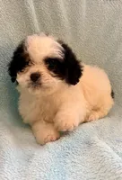 Callie , a female Cavapoo for sale in New Baltimore, MI – Photo 2 of 7