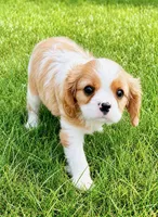 Millie, a female Cavalier King Charles Spaniel for sale in New Baltimore, MI – 6 of 6