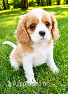 Winston – Cavalier King Charles Spaniel puppy for sale in New Baltimore, MI