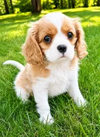 Winston, a male Cavalier King Charles Spaniel for sale in New Baltimore, MI – 1 of 6