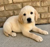 Scout, a male Labrador Retriever for sale in New Baltimore, MI – 5 of 5