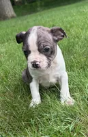 Cooper, a male Boston Terrier for sale in New Baltimore, MI – 5 of 5