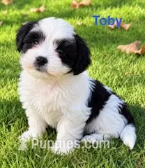 Toby – Shihpoo puppy for sale in New Baltimore, MI