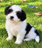 Toby, a male Shihpoo for sale in New Baltimore, MI – 1 of 4
