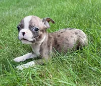 Chloe, a female Boston Terrier for sale in New Baltimore, MI – 3 of 4
