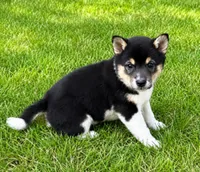 Bella, a female Shiba Inu for sale in New Baltimore, MI – 3 of 5