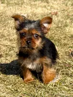 Bonnie, a female Yorkshire Terrier for sale in New Baltimore, MI – Photo 2 of 8