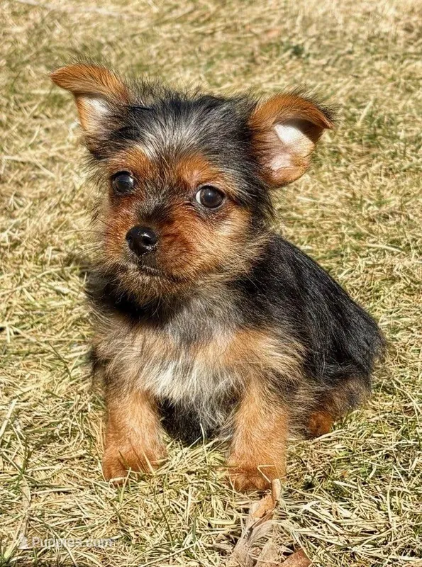 Bonnie, a female Yorkshire Terrier for sale in New Baltimore, MI – Photo 1 of 8