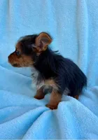 Bonnie, a female Yorkshire Terrier for sale in New Baltimore, MI – Photo 3 of 8