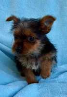 Bonnie, a female Yorkshire Terrier for sale in New Baltimore, MI – Photo 8 of 8