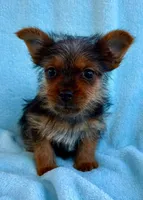 Bonnie, a female Yorkshire Terrier for sale in New Baltimore, MI – Photo 4 of 8