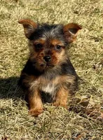 Bonnie, a female Yorkshire Terrier for sale in New Baltimore, MI – Photo 6 of 8
