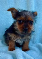 Bonnie, a female Yorkshire Terrier for sale in New Baltimore, MI – Photo 7 of 8