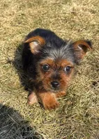 Bonnie, a female Yorkshire Terrier for sale in New Baltimore, MI – Photo 5 of 8
