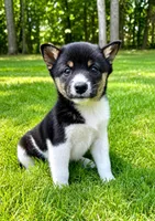 Cooper , a female Shiba Inu for sale in New Baltimore, MI – 5 of 5