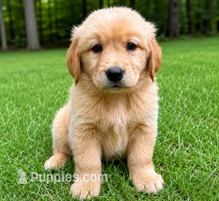 Oakley – Golden Retriever puppy for sale in New Baltimore, MI