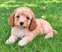 Brooke, a female Cavapoo for sale in New Baltimore, MI – 4 of 4
