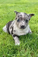 Brooklyn, a female Chihuahua for sale in New Baltimore, MI – 3 of 4